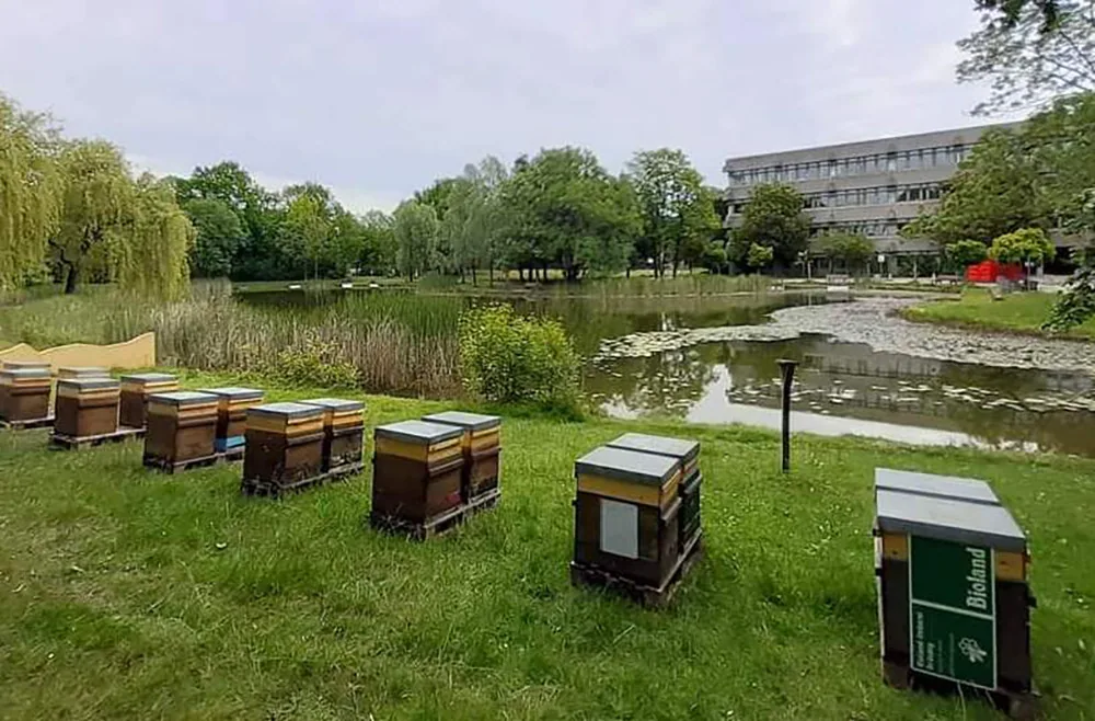 Bio-Honig